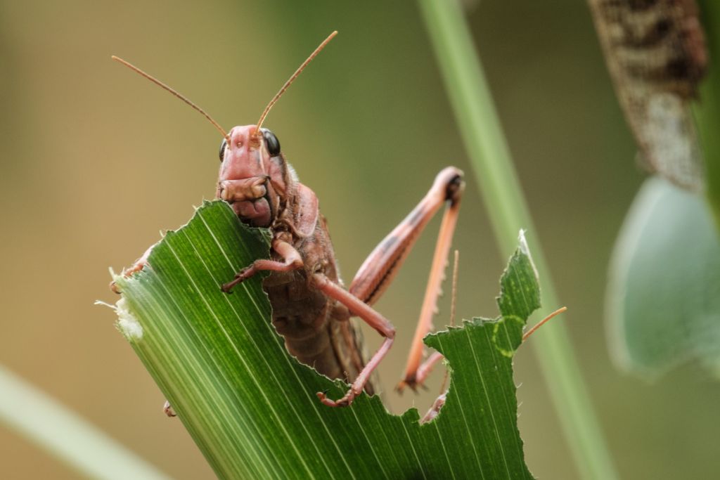 A desert locust at maize field in Meru, Kenya on Feb. 10, 2021. 