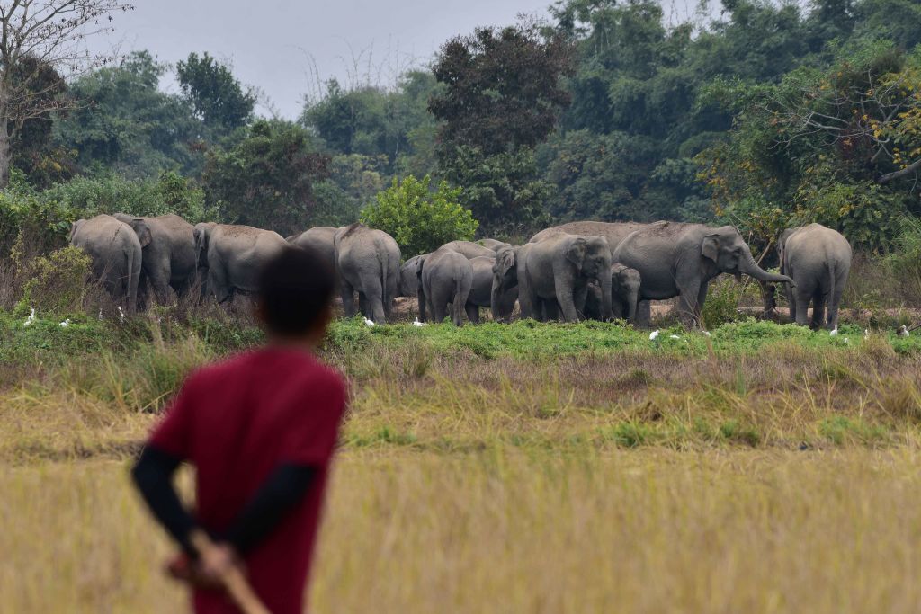 India Wildlife