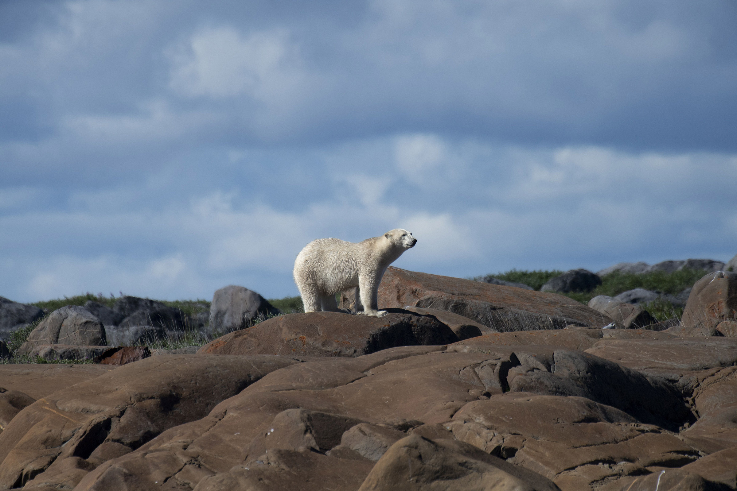 Polar Bear food