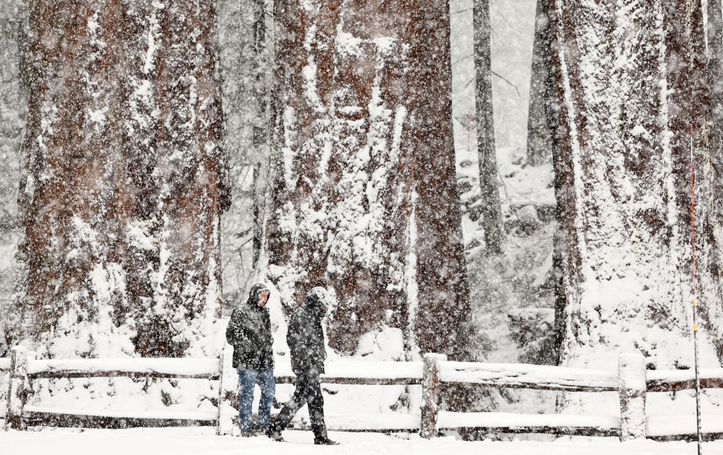 Visitors walk as snow falls in the Grant Grove of giant sequoia trees during an atmospheric river storm on Feb.01, 2024 in Kings Canyon National Park, Calif.