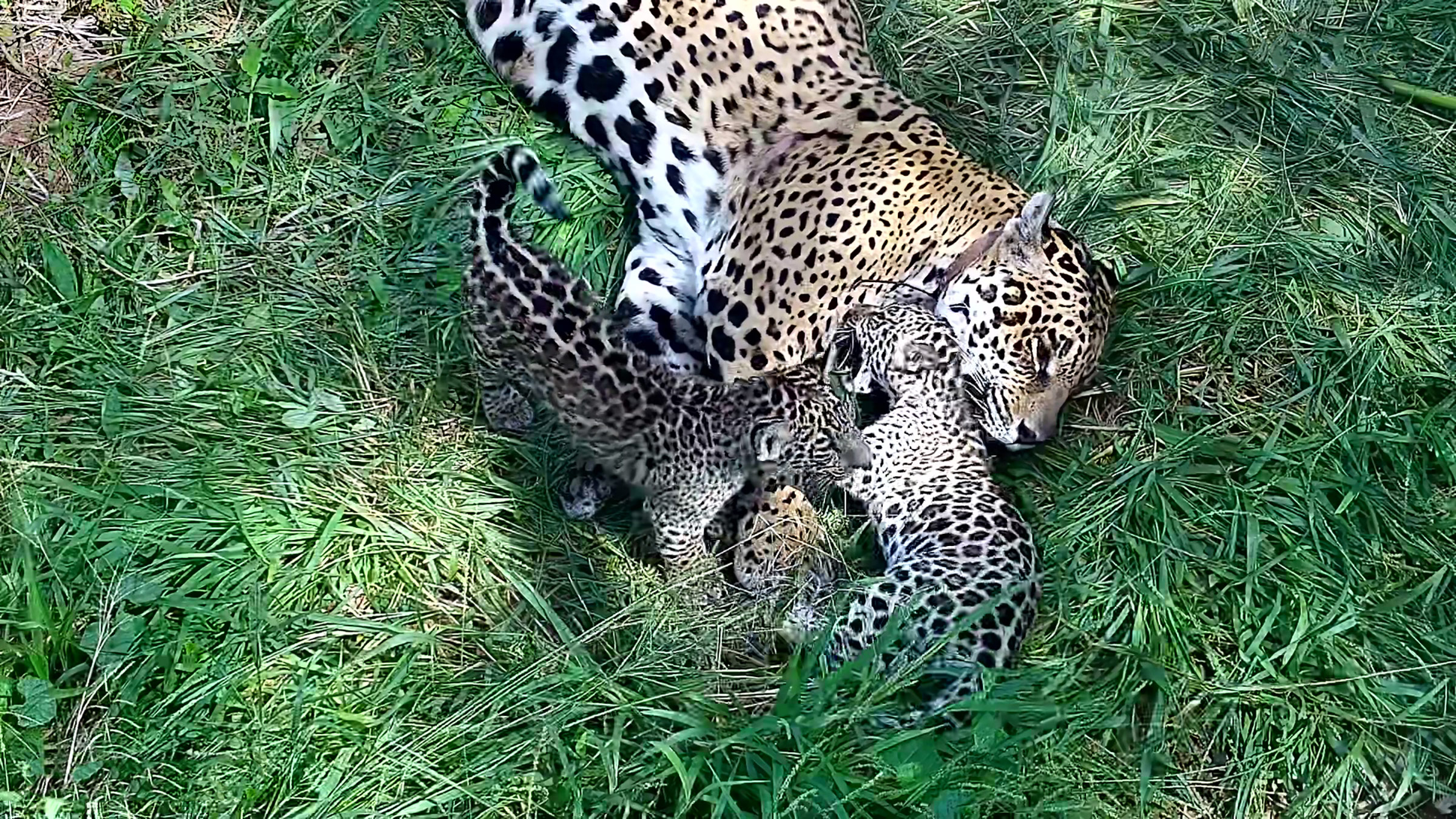 Ang unang pagpaparami ng isang malayang at nakulong na jaguar sa kasaysayan ay nagbunga ng Nala at Takajay, mga supling na isang araw ay palalayain sa ecosystem ng Gran Chaco.