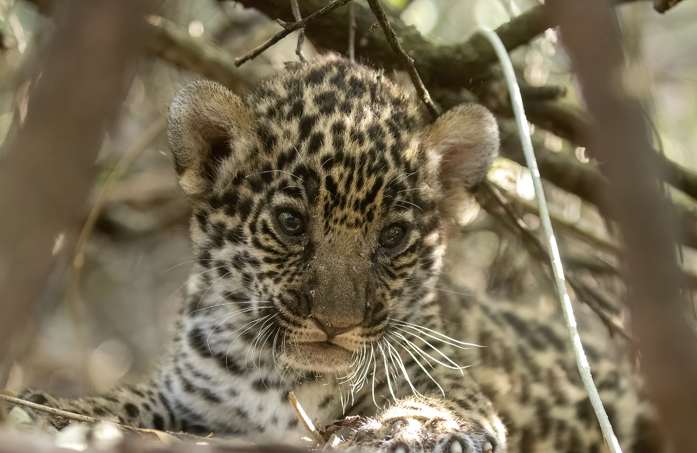 Si Nala, isang jaguar na ipinanganak sa pagkakulong ay ang supling ni Qaramta, isang mapag-isa at malayang lalaking nabubuhay sa Parke Pambansa ng El Impenetrable.