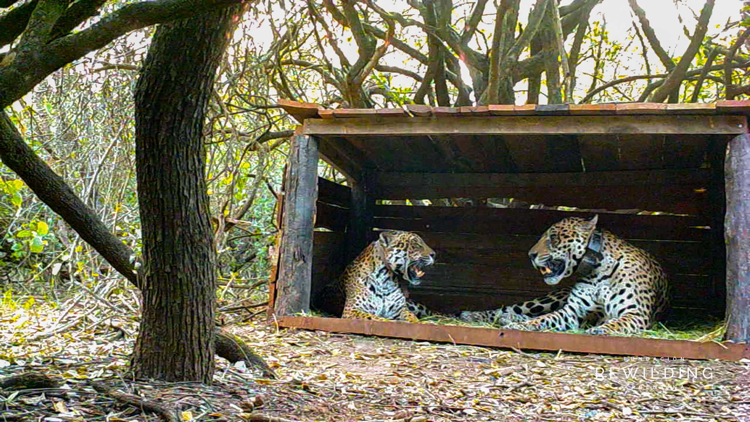 Si Qaramta, isa sa huling malayang jaguar sa Parke Pambansa ng El Impenetrabla (kaliwa), sa pagkikita sa Tania (kanan), isang babaeng nakulong mula sa programa sa pagpaparami ng Rewilding Argentina. Ang mga supling ni Tania ay palalayain sa parke pambansa.