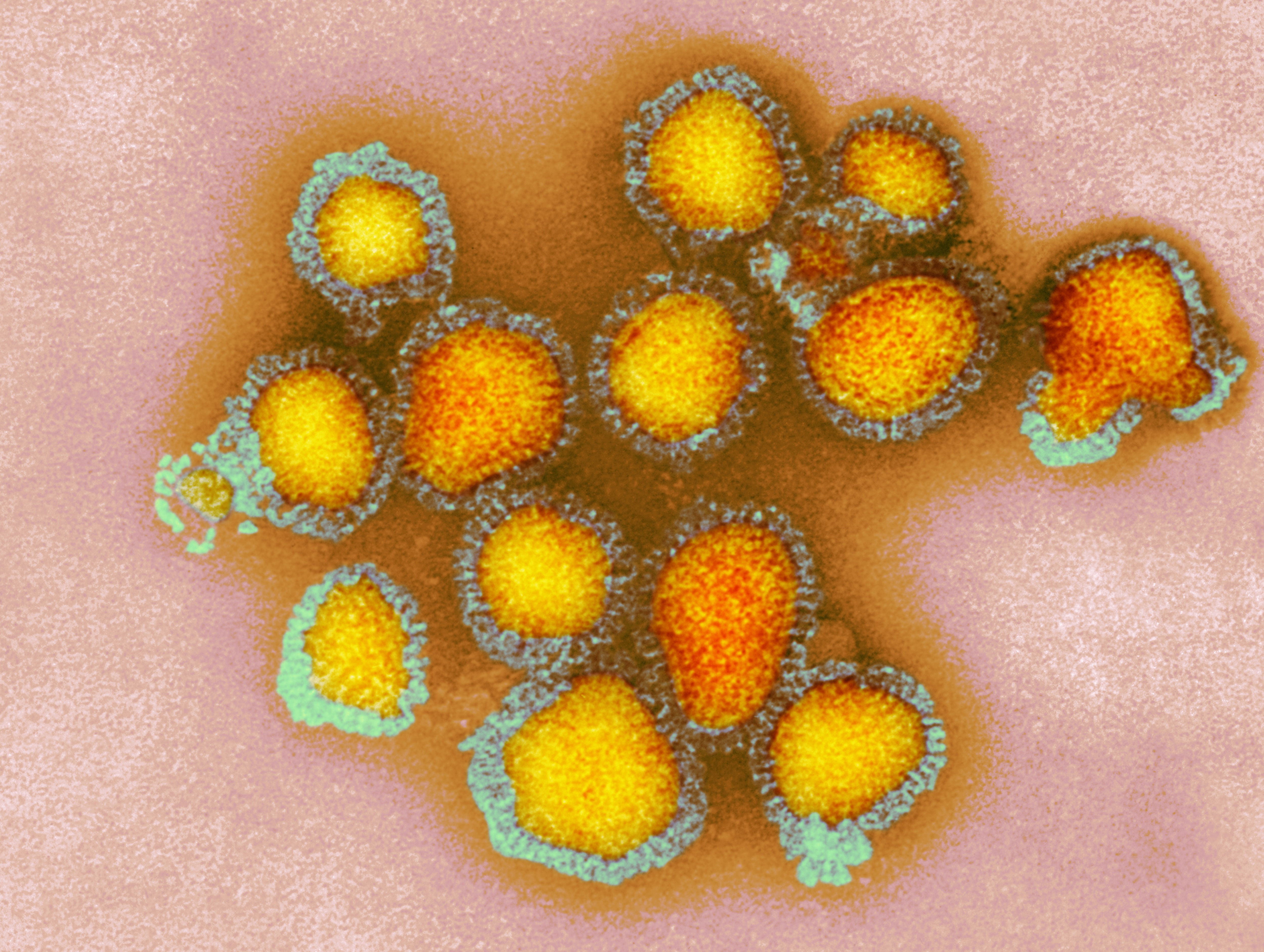 influenza virus