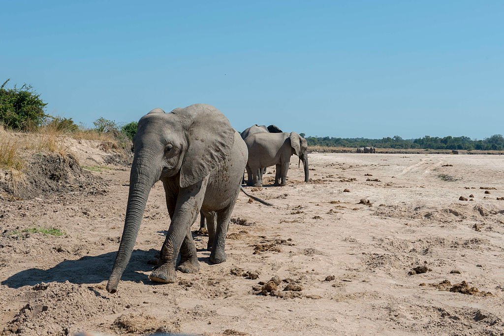 African elephants (Loxodonta africana) digging for water and