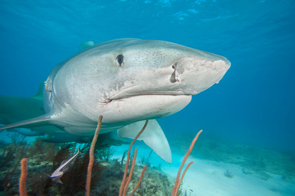 The front end of a Tiger shark ( Galeocerdo cuvier), Tiger Beach, in the Atlantic Ocean. Bahamas