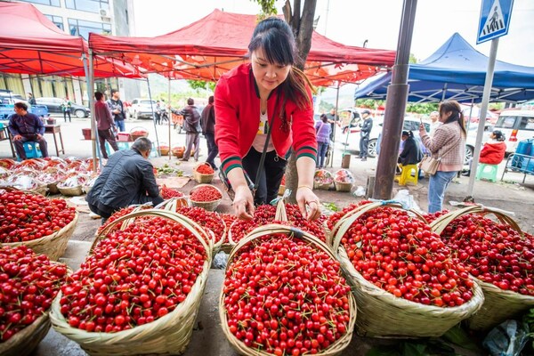 Bijie Stadt, Taoying Dorf, Blütezeit für Agate-rote Kirschen