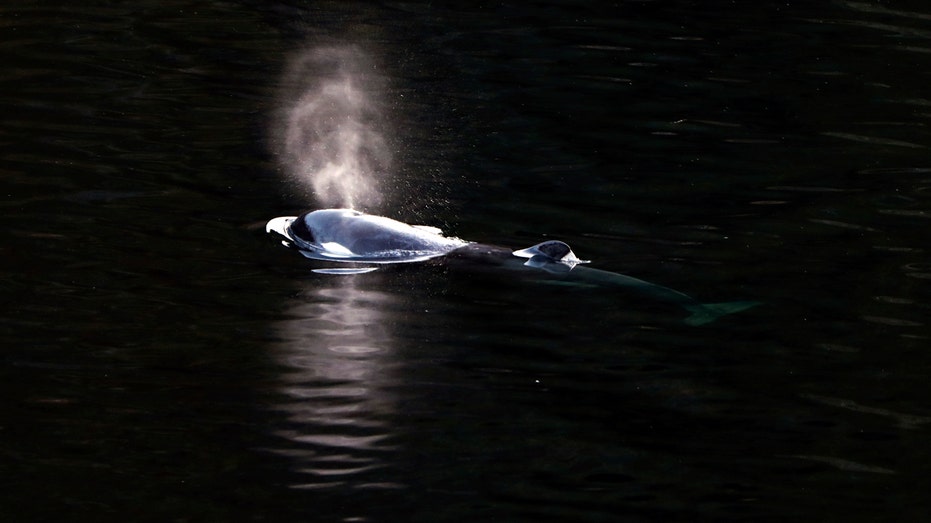 Jungwal Orca schwimmt aus kanadischer Lagune, in der sie mehr als einen Monat gefangen war