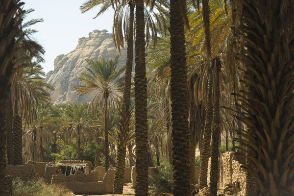 AlUla Oasis - Palm Trees