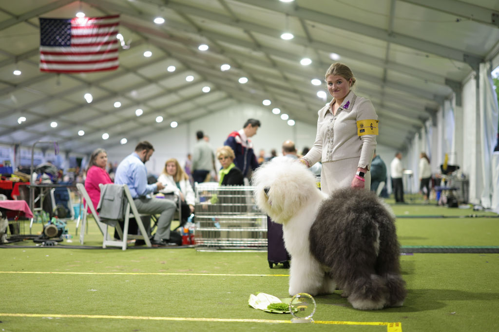 Stache, a Sealyham Terrier, wins Best In Show  at the 2023 National Dog Show.