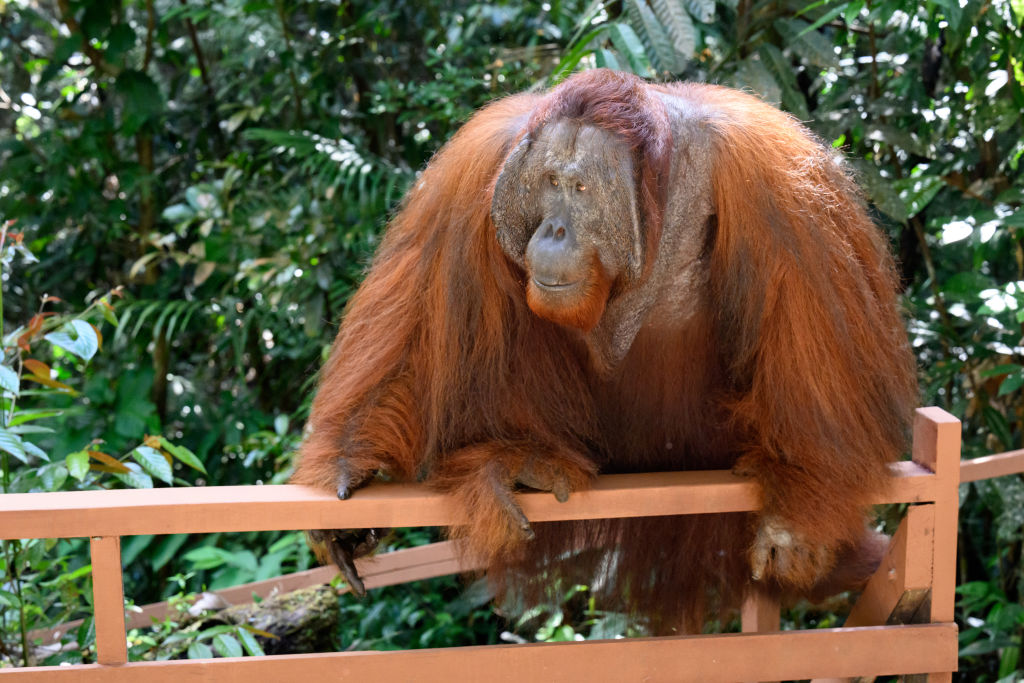 Một con khỉ đột trưởng thành di chuyển chậm chạp về phía một cái lan can gỗ tại Trung tâm Động vật hoang dã Semenggoh ở Kuching, Malaysia, vào ngày 18.2.2023.