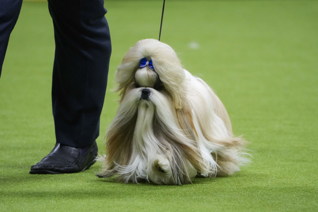 148th Annual Westminster Kennel Club Dog Show - Best In Show