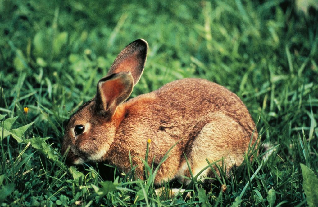 European rabbit or Common rabbit