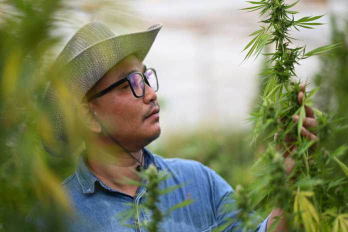 1082f041c39cc1a2cce19ed886bfc0b2 Charlotte's Web Welcomes New CMS Guidance, Advancing Access to Eligible Full‑Spectrum Hemp Products