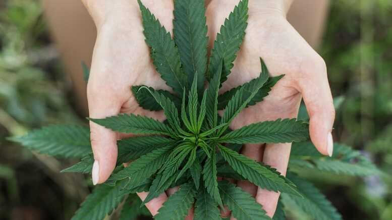 Kiva Sales & Service (KSS) ký thư ký hiến ý định hợp nhất với Petalfast, Tạo thành nền tảng phân phối Cannabis mạnh nhất của California