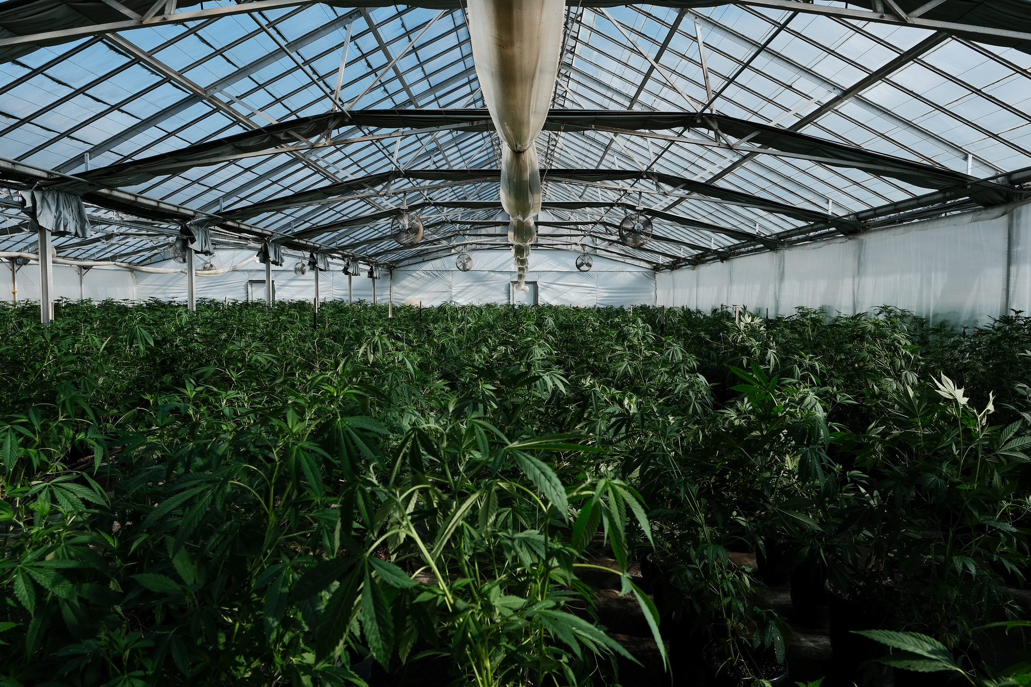 Cannabis Plants In A Greenhouse