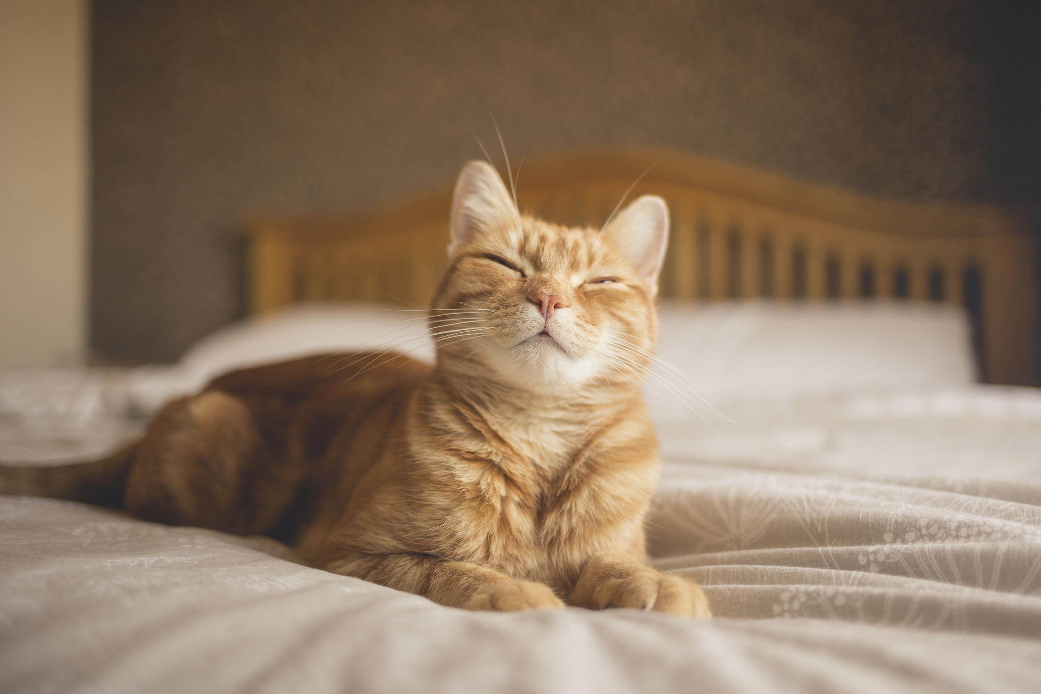 Cat on bed