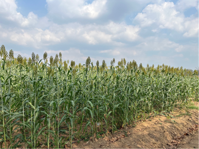 Binex Sorghum Cultivation in Thailand, Bio-fuels, Bio-methanol, green-fuels, high quality carbon credits, high integrity carbon credits