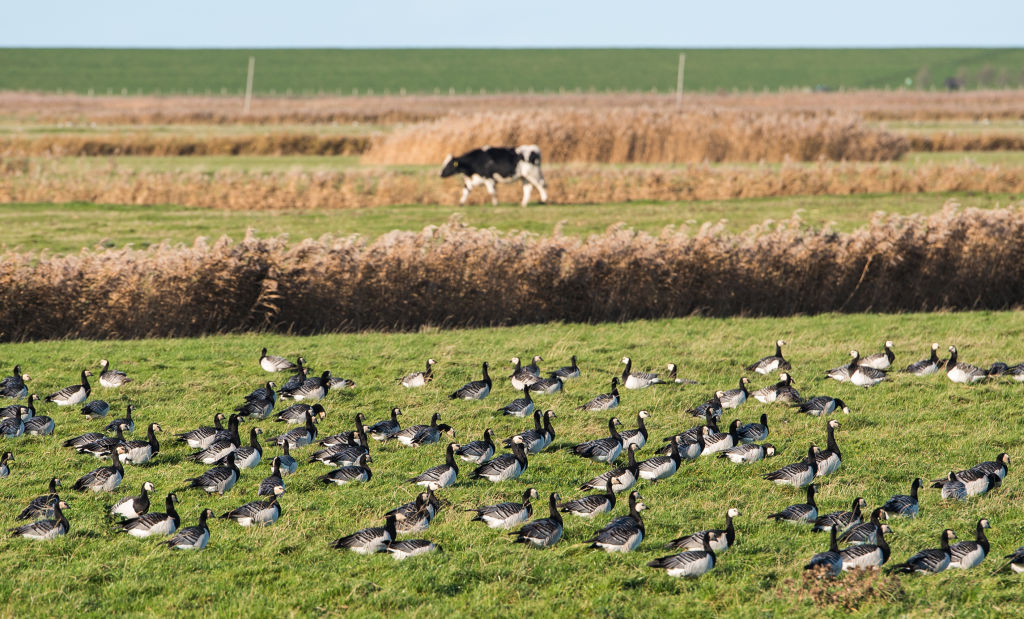 Grey geese