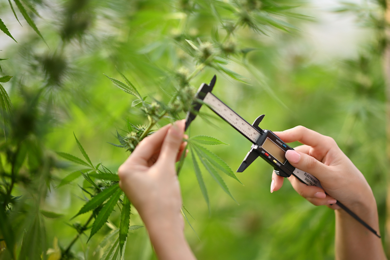 c8a8aca31543295b7a80d070684cb26e Most Cannabis Users Want Healthier Munchies, CBD Oracle Survey Finds