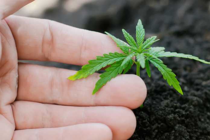 10c08e9a568513a8d90e82fd39dde305 Bloom Cannabis Dispensaries to Open 5th Cannabis Dispensary in Ohio