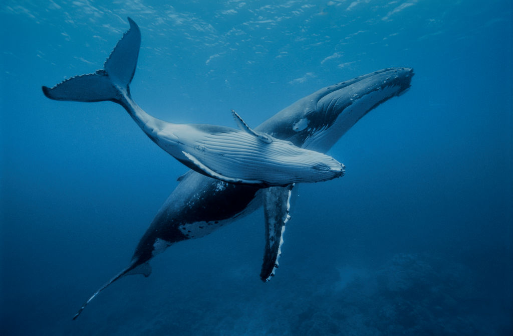 Ein junges Buckelwal mit seiner Mutter in den warmen Gewässern des Pazifischen Ozeans am 12. Juli 2004 in der Nähe der Insel Rurutu im Austral-Archipel, Französisch-Polynesien.