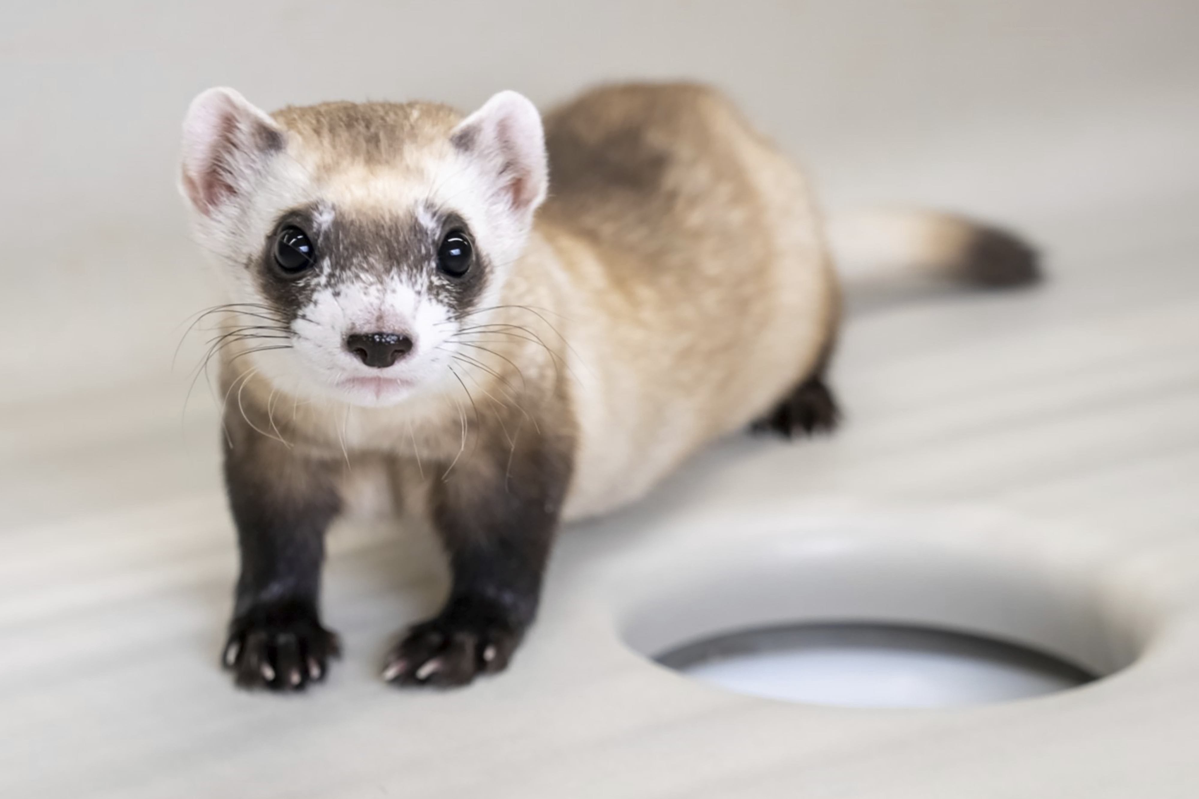 Geklonte Ferrets