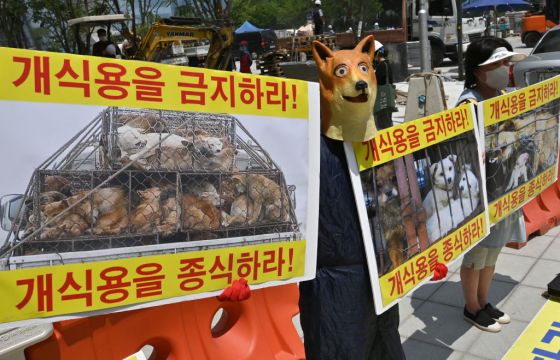 SKOREA-ANIMAL-DOG