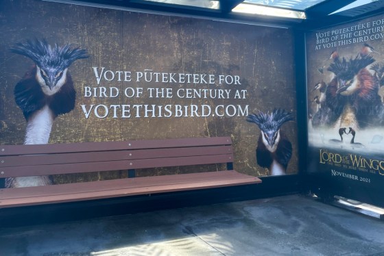 紐西蘭鳥類選舉