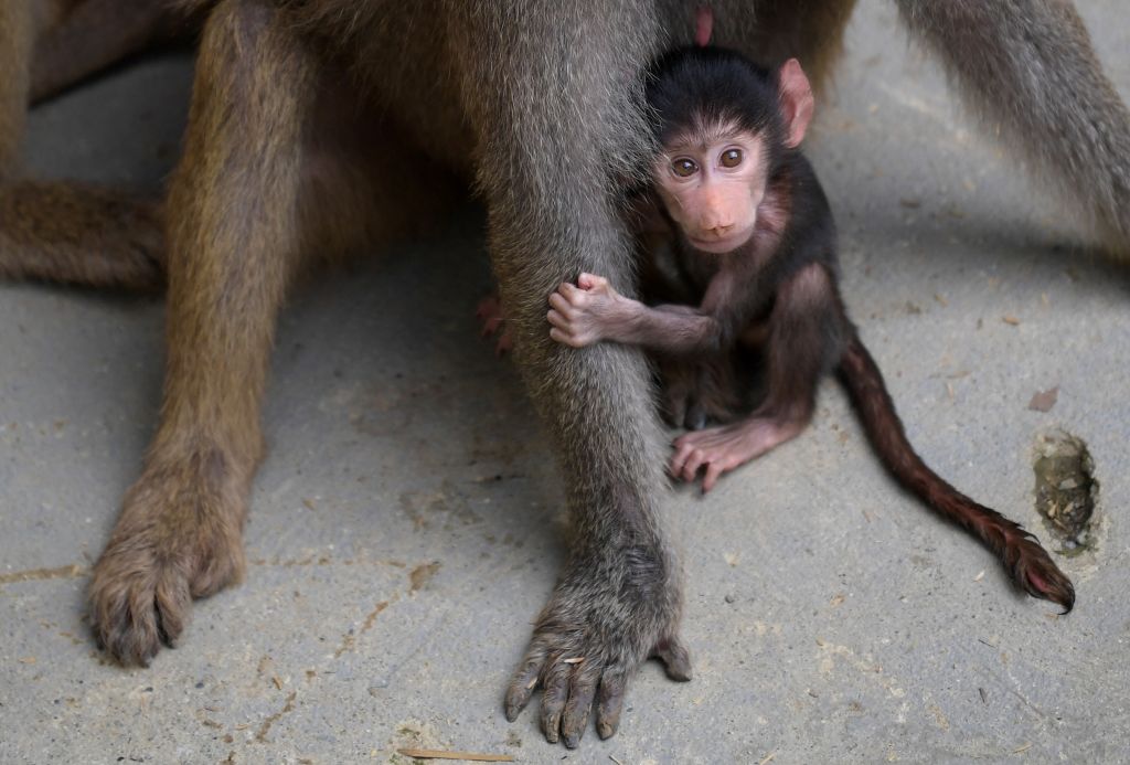 COLOMBIA-ANIMAL-ZOO