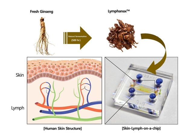 通过 Skin-Lymph-on-a-chip 系统，Amorepacific 发现 Lymphanax™（以天然发酵 500 小时的人参制成）可以加强皮肤屏障并帮助内部皮肤循环。