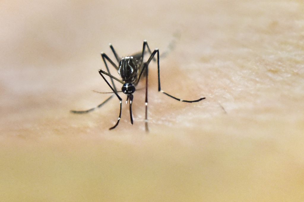 Dengue mosquito