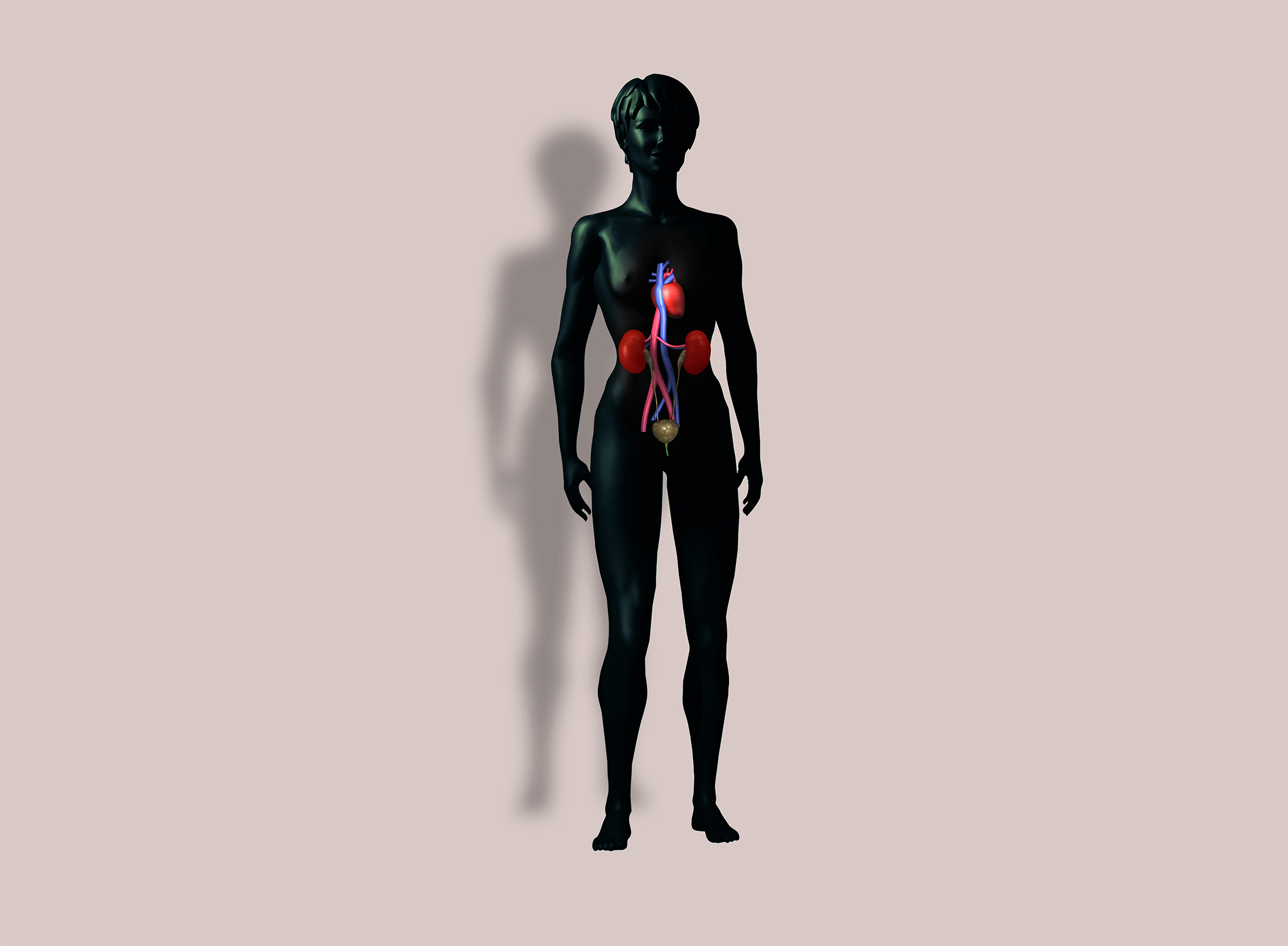 Anatomy of trunk with heart, kidneys, and bladder.