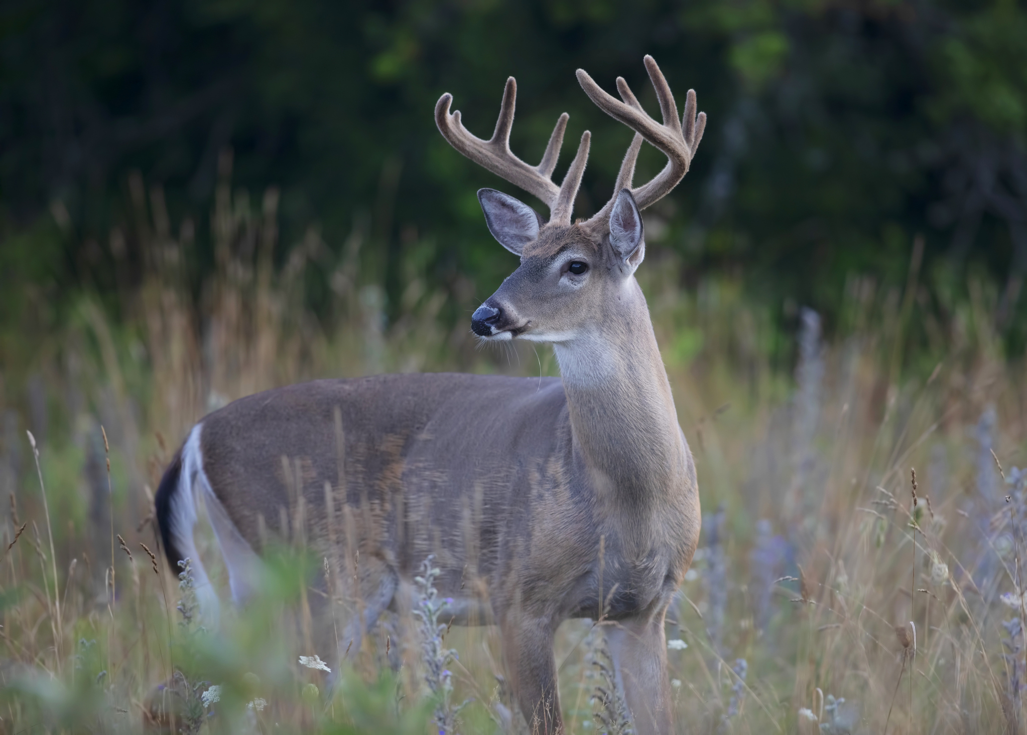 deer