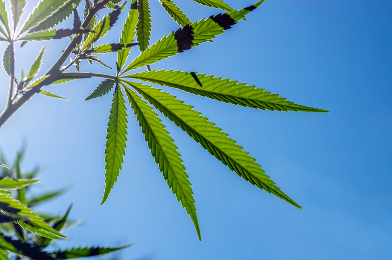 21f5d6b207ab1eaac0803e3f4de2dd13 Trulieve to Open Medical Cannabis Dispensary in St. Petersburg, Florida