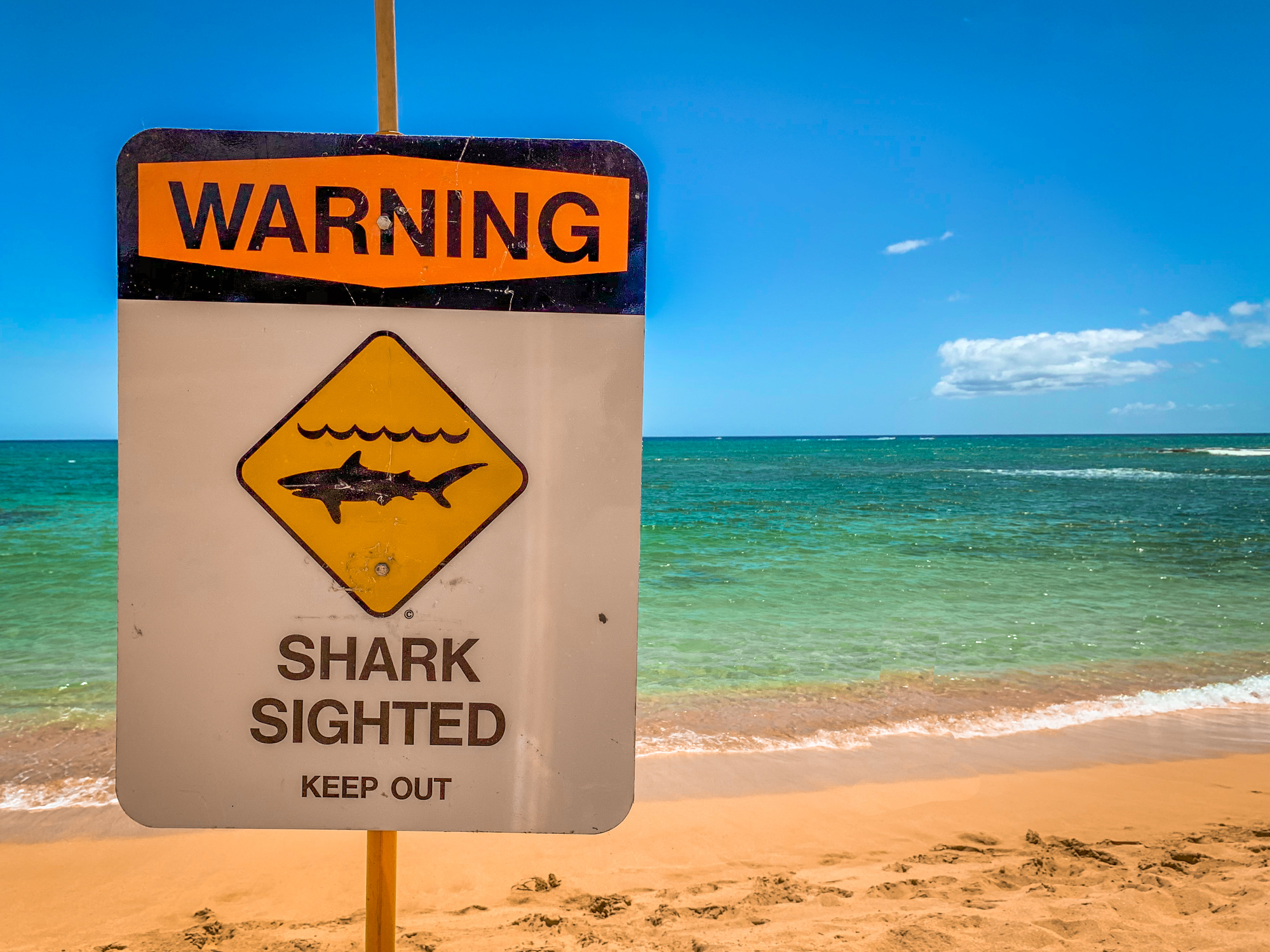 Shark Warning Sign on the Beach in Hawaii