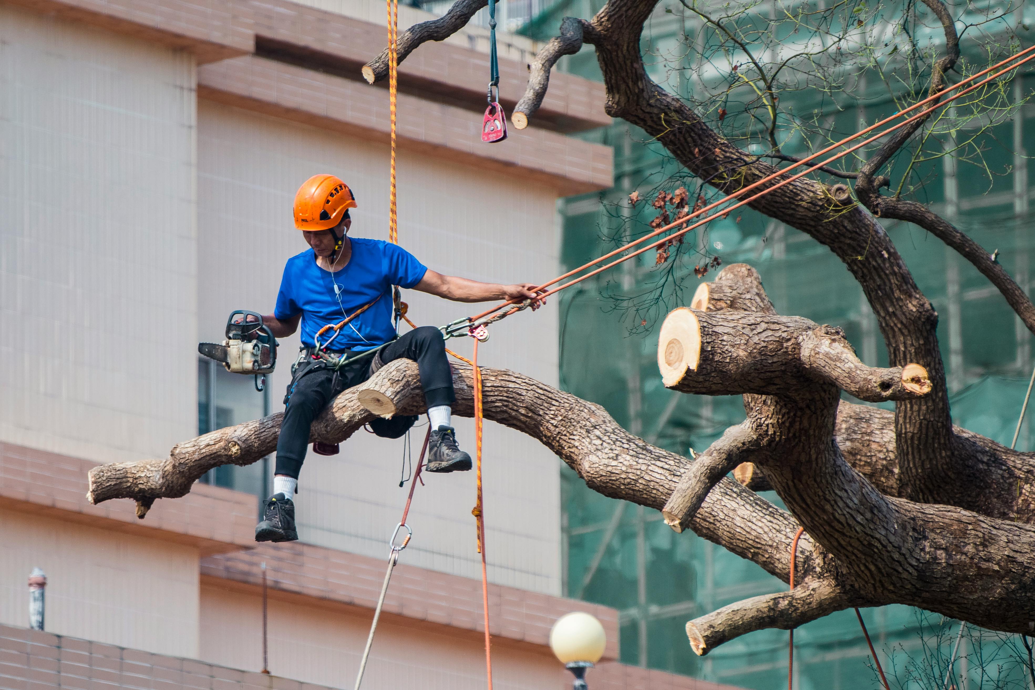 Tree Trimming Tree Trimming