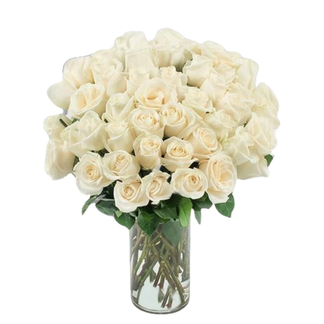 Angelic White Roses Angelic White Roses