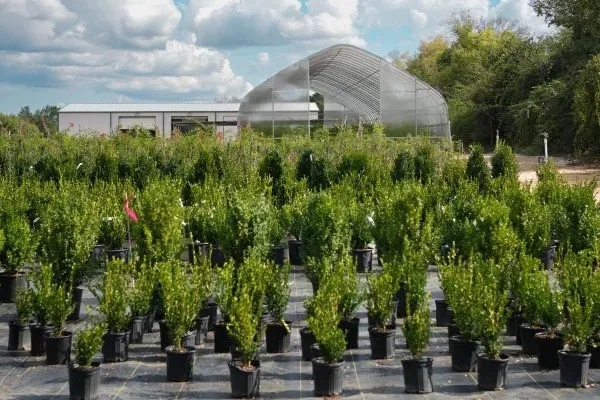 Spring Owns Tree Sales Everywhere—Even Where Fall Should Win
