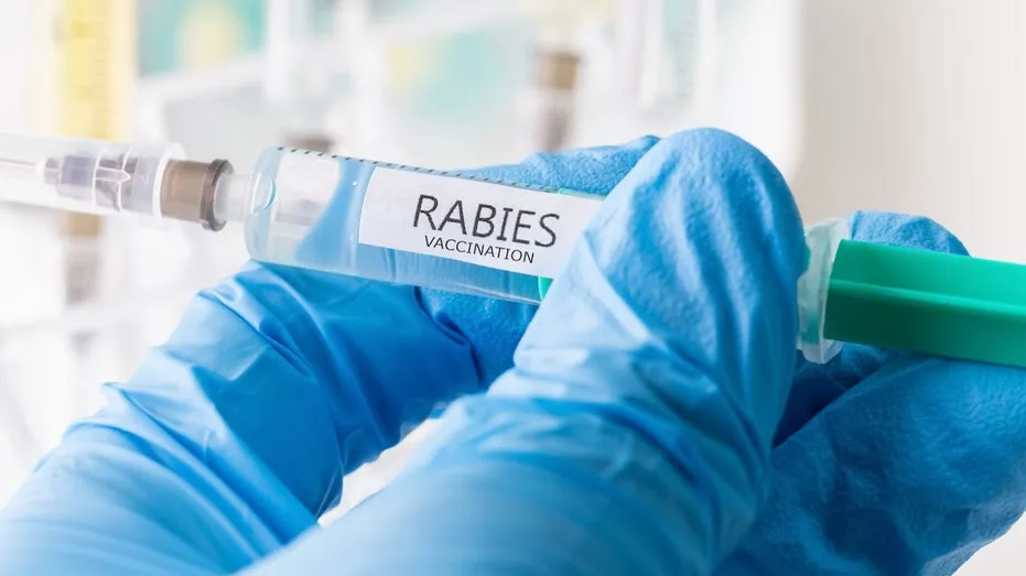 Bat Encounter Tragedy: Unveiling the Rabies Risk Gap