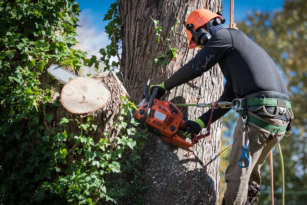 Tree Removal Services in Rome