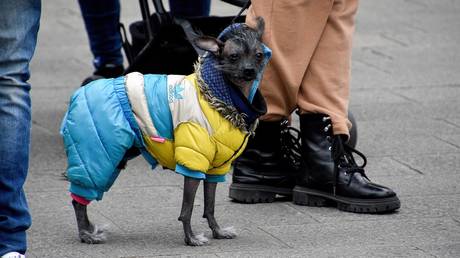 EU Taxpayers Assume Pet Housing Costs for Ukrainian Refugees