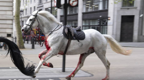 Military horses injured in central London incident (VIDEO)