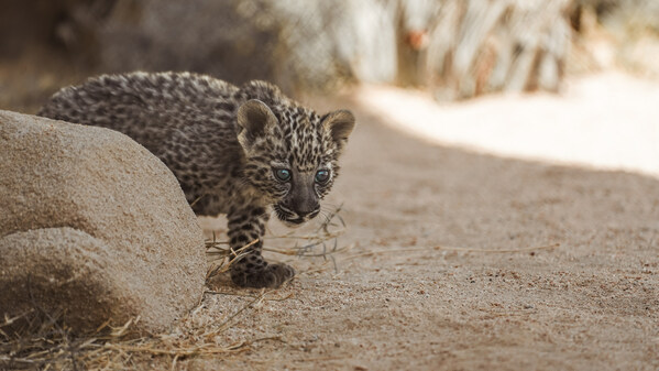 Ang Arabian Leopard Conservation Breeding Programme ng Royal Commission for AlUla (RCU) ay nagdiriwang ng pagdating ng pitong malusog na kuting noong 2023