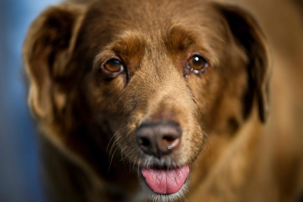 Guinness oldest dog. 