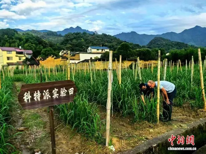 From Beijing to Fujian’s Dirt Roads: An Australian Scholar’s Bike Rides Reveal Songxi’s Sugarcane Governance Miracle