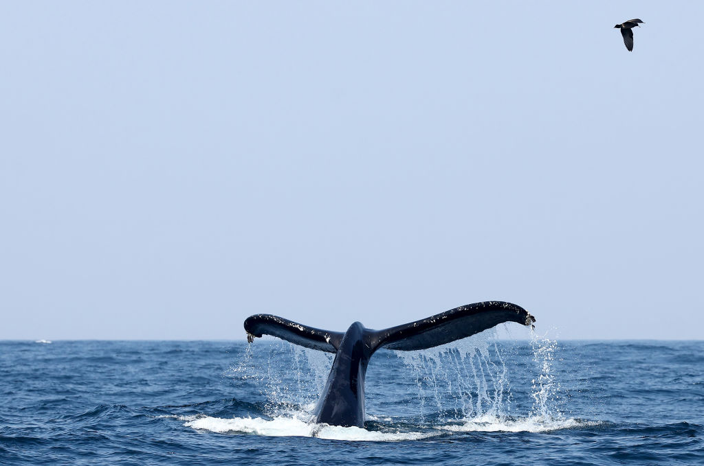 Đuôi của một con cá voi lưng gù hiện ra khi nó kiếm ăn trong Thái Bình Dương vào ngày 21 tháng 9 năm 2023 gần Morro Bay, California. 