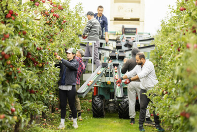 British Apple Harvest, Ham Green Farm, Upchurch, Kent, UK (PRNewsfoto/British Apples & Pears Limited)