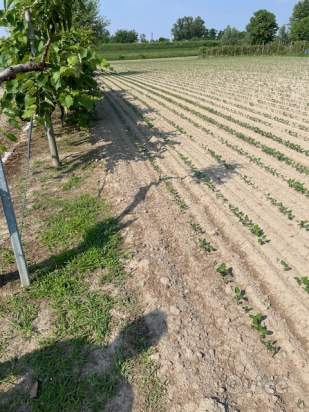 Terreno in vendita a Vigonza (Padova) foto-1218040