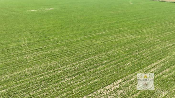 Terreno in vendita a Este (Padova) foto-1243997